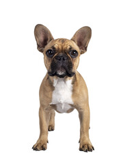 Cute young fawn French Bulldog youngster, standing facing front. Looking towards camera. Isolated cutout on transparent background.
