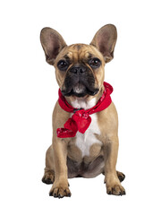 Cute young fawn French Bulldog youngster, sitting facing front wearing red farner scarf around neck. Looking towards camera. Isolated https://www.polikliniekdeblaak.nl/ooglidcorrectie/