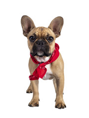 Cute young fawn French Bulldog youngster, standing facing front wearing red farner scarf around neck. Looking towards camera. Isolated cutout on transparent background.