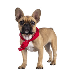 Cute young fawn French Bulldog youngster, standing side ways wearing red farner scarf around neck....