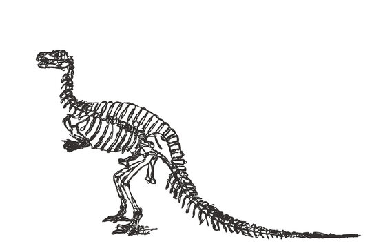 Skeleton of Megalosaurus. Doodle sketch. Vintage vector illustration.