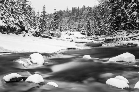 Winter landscape, snowy trees in forest and frozen river, black and white photo