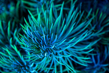 Obraz premium abstract blue flower with sharp leaves 