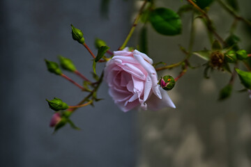 pink and white rose