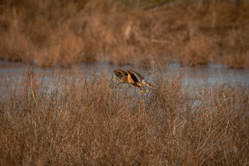 Female Northern Harrier flies over the meadow looking for prey