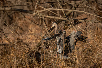 Great Blue Heron lands in the marsh grass
