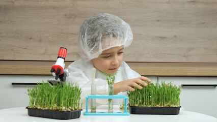 A kid in a laboratory costume studies plants under a microscope. Micro greens, grass, plant seedlings.