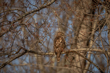 Red-tailed Hawk perched on a tree branch
