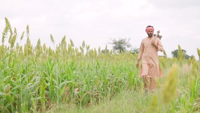 full shot of farmer with spade looking around by walking at agricultural maize farm - concept daily worker, harvesting season and rural india