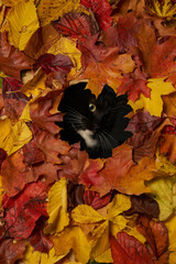 black and white cat looking through hole in colorful autumn leaves foliage. Autumn background with a cat pet - 559760235
