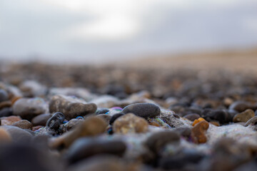 Pflanzen Steine, Sand, Kies Dänemark Nordsee