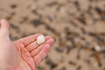 Hand mit Muschel