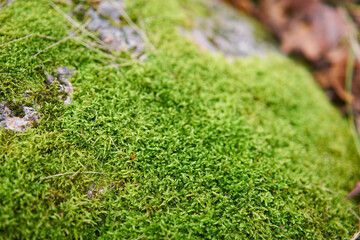 Moss green texture. Moss background. Green moss on grunge texture, background. Long web banner - 559760276