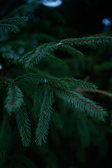 christmas tree in the blue