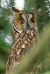 Waldohreule / long-eared Owl