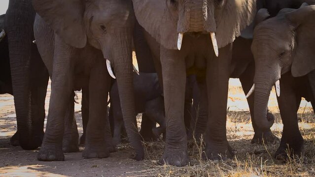 African bush elephant family protecting calf in Kruger National park, South Africa ; Specie Loxodonta africana family of Elephantidae