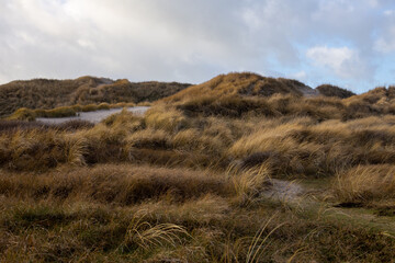 Dünenlandschaft Jütland