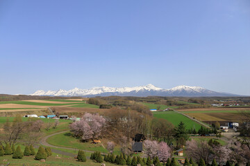 春の上富良野〜桜と雪化粧した十勝岳連峰