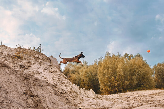 Dog breed Belgian Shepherd, Malinois plays with his owner. Ball game. The animal jumps high.