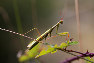 Gottesanbeterin (Mantis religiosa)