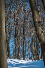 Obraz premium winter forest on a sunny day