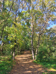 forest on Fruska Gora mountain in vivid autumn colors