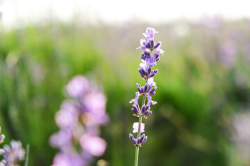 Close-up of a lavender flower against a lavender field and the evening sky.