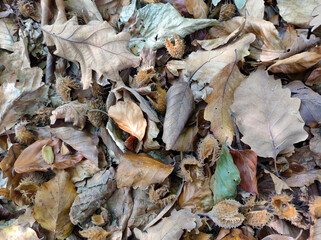 dry autumn leaves in the forest close up