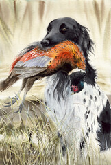 Watercolor illustration of a hunting black and white dog with a colorful and spotted partridge or pheasant in his teeth in tall dry grass