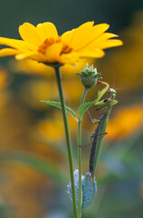 Gottesanbeterin (Mantis religiosa)