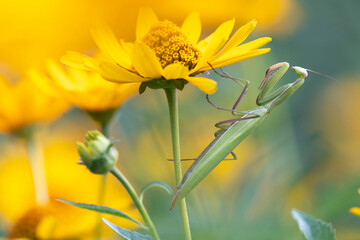 Gottesanbeterin (Mantis religiosa)