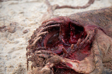 Seehund gestrandet tot