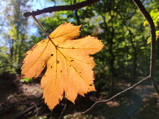 forest on Fruska Gora mountain in vivid autumn colors