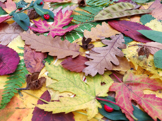 colorful dry autumn leaves background
