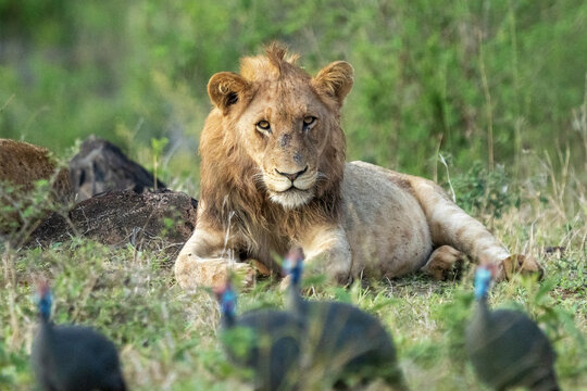View of lion (Panthera leo) watching Guinea Fowl pass, Kruger National Park, South Africa.