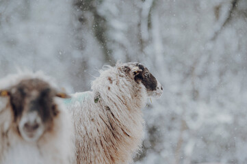 Wolliges Schaf mit braunem Kopf bei Schneefall im April.