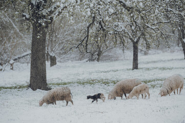 Eine Mutterschafherde mit Lämmern im Schnee auf der Weide im April. 