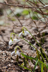 春の庭に咲く白いカワイイ花　スノードロップ

