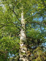 Fototapeta premium Birkenbaum, Birke Betula