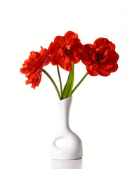 Three red tulips in a white vase isolated on a white background. Copy space