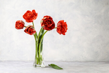 Bouquet of red tulips on a light background. Copy space