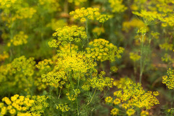 Fresh dill (Anethum graveolens) growing on the vegetable bed. Annual herb, family Apiaceae. Green plants in the garden, ecological agriculture for producing healthy food concept