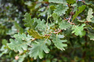 Green leaves of oak tree in forest. Branch of tree in woods.