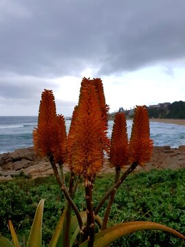 tree on the beach