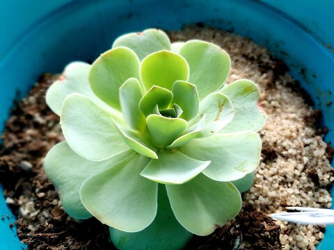 flower in a pot