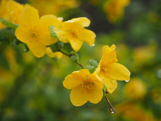 黄色い花　ヤマブキ