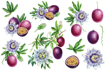 Passion fruit Hand drawn watercolor, set floral elements. Tropical fruit botanical painting - obrazy, fototapety, plakaty