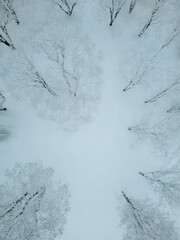 Snow covered trees, city park in winter season, road with traffic by the city park.