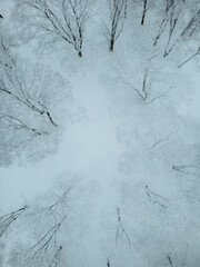 Snow covered trees, city park in winter season, road with traffic by the city park.