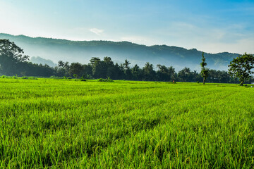 Green rice field with misty hills background in the morning